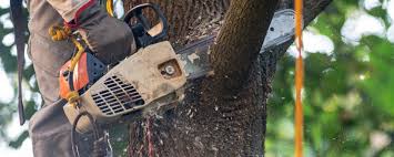 Best Tree and Shrub Care  in Castleton On Hudson, NY