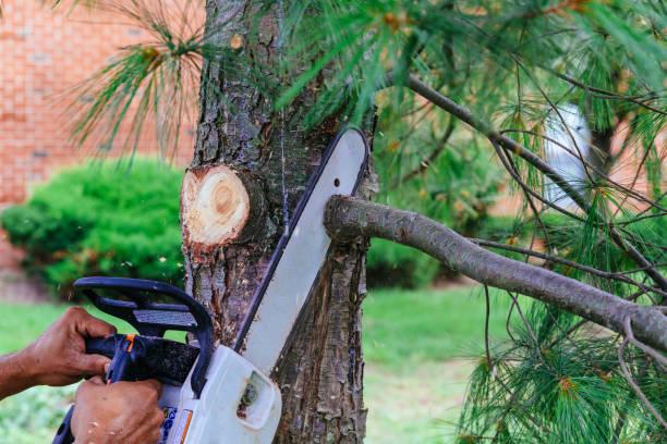 Reliable Castleton On Hudson, NY Tree Removal Solutions